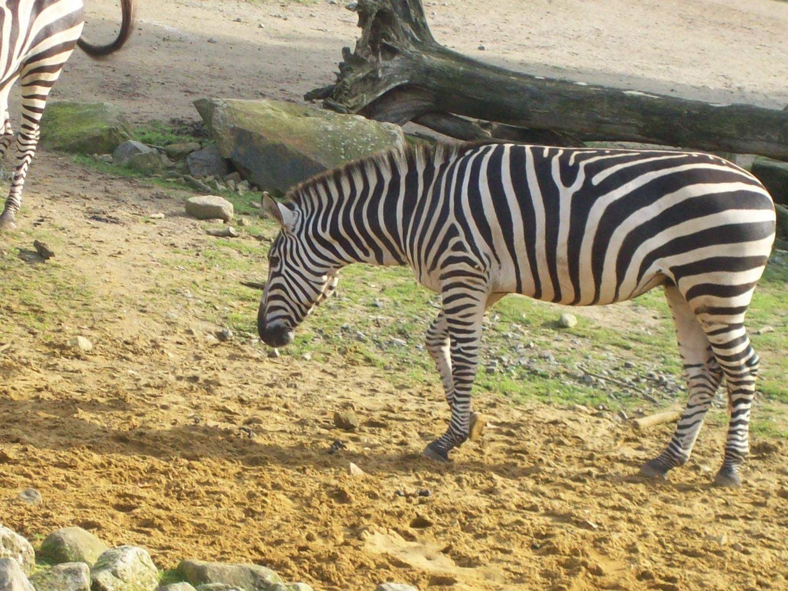 Zoom 18.10.2008-067.jpg
